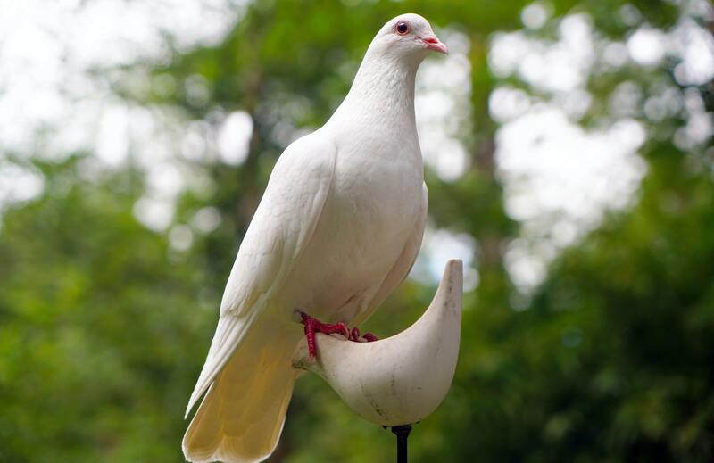 Palomas de raza: paloma de la paz
